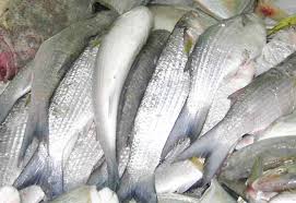 Harga ikan gabus asap tentunya lebih mahal dibandingan. Ikan Air Tawar Ikan Air Tawar Terbesar Ikan Air Tawar Hias Ikan Air Tawar Termahal Ikan Air Tawar Yang Cepat Besar Ikan Air Tawar Budidaya Yang Paling Jarang Terkena Penyakit Ikan Air Tawar Konsumsi Paling Mahal Ikan Air Tawar