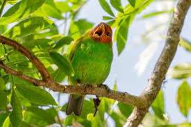 Image result for Bertiera angusiana