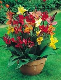 Tropical Canna Lily Color Mix 15 Seeds Jardineria En Macetas Macetas De Jardin De Madera Maceteros De Jardin