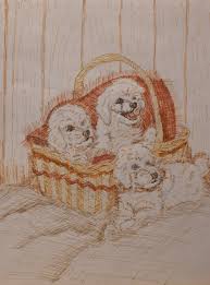Vintage Drawing Of Three Poodle S Etsy Vintage Drawing Drawings Art