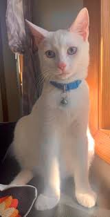 assembling a cat tower with instructions