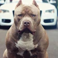 833 Likes 5 Comments Pit Bullw On Instagram Follow Us Pit Bullw For More Cr In 2020 Bully Breeds Dogs Pitbull Dog Pretty Dogs