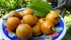 Image result for Garcinia pachyclada