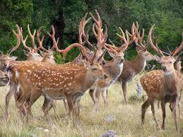 Pin On For The Love Of Horns