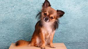 Acompanhe todas as notícias de última hora de portugal e do mundo.toda a atualidade e cobertura. 5 Curiosidades De Los Perros Chihuahua Que Te Sorprenderan Noticias De Ultima Hora Sobre La Actualidad De Catalunya Y Espana Barca Deportes Internacional Economia Cultura Sociedad
