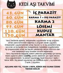 Kedilerde Losemi Asisi Gerekli Mi Kizlarsoruyor