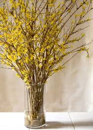 Pin On Beautiful Flowers