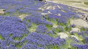 We did not find results for: Northern California Lupine Super Bloom Replaces Lake With Flowers Abc10 Com