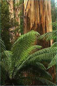 California Giant Redwoods Temperate Rainforest Fern Forest Australian Trees