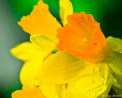 Daffodil desktop
