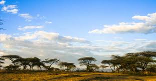 Maybe you would like to learn more about one of these? African Landscape 3 A Photo From Southern South Trekearth