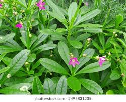 Image result for Talinum portulacifolium