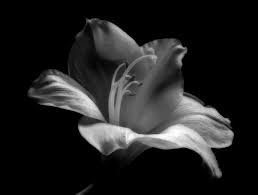 Check spelling or type a new query. Black And White Lily Photograph By Nadja Drieling Flower Garden And Nature Photography Art Shop