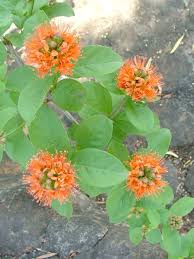 Image result for Combretum bracteosum