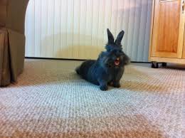 Smiling Bunny Is Really Happy Smiling Animals Happy Animals Laughing Animals