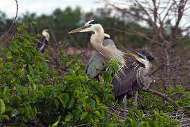 The facilitators were great with my students, making every effort to keep. Great Blue Herons Mother And Baby By Mark Newman