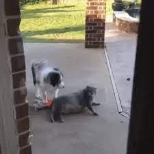Fat Cat And Dog Vol 2