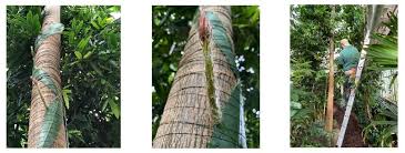 Generally, however, a cactus requires well drained, dry soil otherwise it developes root rot that usually kills the plant. Rare And Exotic Cactus From Amazon Rainforest Is Set To Flower For The First Time In The Uk Science Times