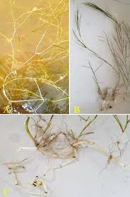 Image result for Stuckenia