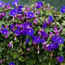 Image result for Ipomoea violacea