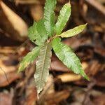 Image result for Parinari excelsa