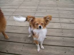 We have been papillon breeders in central florida for over 20+ years. Papillon Puppies In Oklahoma