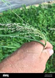 Image result for Panicum coloratum
