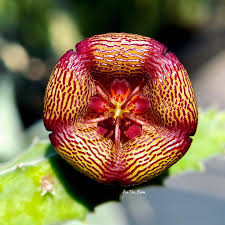 Image result for Tridentea marientalensis