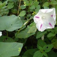 Image result for Ipomoea fulvicaulis