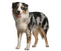 In fact, on the head, outside of the ears, on the front of the legs, and below the hocks of the dog, the hair is short and smooth. Australian Shepherd Wahl Usa