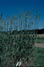 Image result for Phalaris