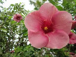 Check spelling or type a new query. Dominican Republic Flowers After The Rain Getting My Camera Flower Mode Going Dr Flowers Tropical Beach Resorts Dominican Republic