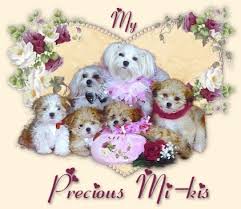 Calm, sweet natured, seldom bark, friendly. Mi Ki Puppies For Sale Miki Dogs For Sale Mi Ki Puppy Michigan Breeder