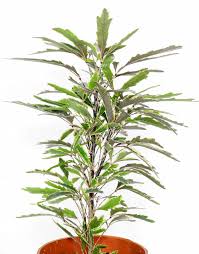 Image result for Plerandra