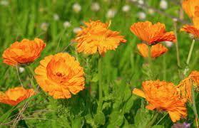 Ringelblume Calendula Officinalis Sebastianeum Blogsebastianeum Blog
