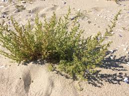 Image result for Salsola