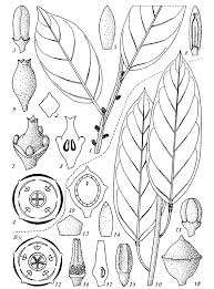 Image result for Strombosiopsis tetrandra