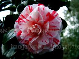 Camellia Japonica Variegated Form White Striped Red Double Flower Top Flowers Flower Tops Variegated