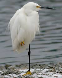 Crane bird pictures of herons and cranes. Backyard Bird Identification Egrets Herons Ibis