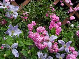 Клематис хоши но фламенко на размножении. Play Matchmaker Pair Rose Clematis For Sweet Romance Garden Wcfcourier Com