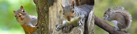 How to catch squirrels methods to catch them safely photos of squirrel tracks for identification purposes. Wildlife Knowing Squirrels Humane Indiana