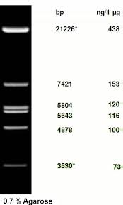 C.37 — what is the lambda variant? Phage Lambda Dna Ecori Digest Ready To Use Geneon Bioscience