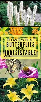 Maybe you would like to learn more about one of these? 12 Perennials That Butterflies Find Irresistible Garden Butterfly Garden Plants Garden Hummingbird Garden