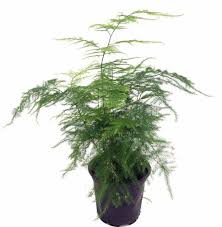 Chinese Ming Fern Asparagus Macowanii 2 Pot Easy To Grow Great Houseplant For Sale Online Ebay