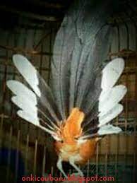 Maybe you would like to learn more about one of these? Ciri Ciri Fisik Murai Batu Medan Dan Bentuk Pola Ekornya On Kicau Baru