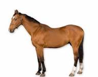 All About Horses | AMNH