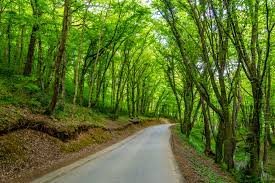 It is named after the thousands of serbs who were deported from the city of belgrade in 1521. The Lungs Of Istanbul Belgrad Forest Blog Elite World Hotels