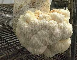 Individual mushrooms can be quite large. Amazon Com Mushroom Man Llc Lion S Mane Mushroom Kit Garden Outdoor