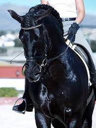 Can be for sale, lease, or at stud. Horsespre Jet Black Pre Dressage Stallion Nr 466 Dressage Horses Black Horses Dressage
