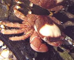 Pubic lice in adults is transferred by direct sexual contact. Different Types Of Crab With Pictures Owlcation